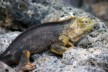 Land iguanas 16