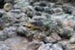 Land iguanas 17