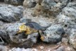 Land iguanas 18