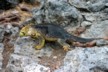Land iguanas 19