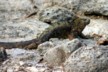 Land iguanas 2