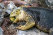 Land iguanas 20