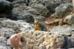 Land iguanas 3