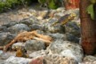 Land iguanas 4