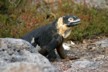Land iguanas 5