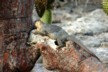 Land iguanas 6