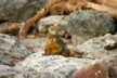 Land iguanas 7