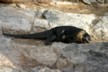 Land iguanas 8