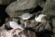 Nesting gull 1