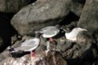 Nesting gull 2