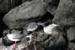 Nesting gull 3