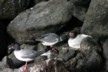 Nesting gull 4