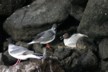 Nesting gull 5