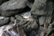 Nesting gull with egg 6
