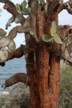 Old opuntia