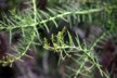 Other plant
