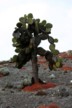 Prickly pear