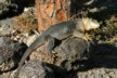 Rough Guide land iguana