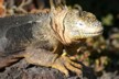 Rough Guide land iguana 2