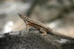 Santa Fe lava lizard