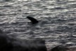 Sea lion pretending to be a shark