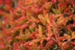 Sea purslane 1