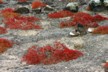 Sea purslane 2