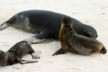 Sealions