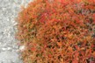 Sesuvium or Red Sea purslane