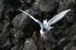 Sexy gulls1