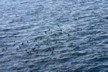 Shearwaters 9