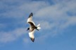 Swallow tailed gull 1