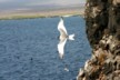 Swallow tailed gull 2