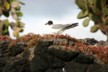 Swallow tailed gull 4