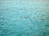 Three rays near the boat