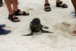 Which are the tourists' feet