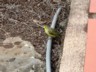 Another yellow bird