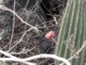 Cactus flowers