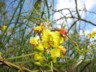 Flower on the strange adapted plant