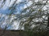 More adapted plant