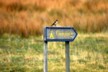 A different bird