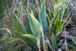 Aloe