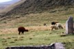 Alpaca 1