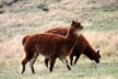 Alpaca 2
