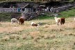 Alpaca 3