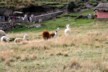 Alpaca 4