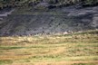 Alpaca herding