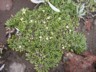Alpine flowers 1