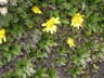 Alpine flowers 2