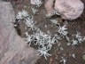 Alpine flowers 3
